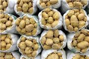 500 هزار تن سیب‌زمینی در انبارهای استان همدان ذخیره شد