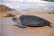 برگزاری نخستین سمپوزیوم ملی حفاظت لاک‌پشت‌های دریایی به میزبانی منطقه آزاد چابهار