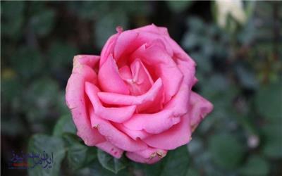 گزارش تصویری / جشنواره گل و گیاه